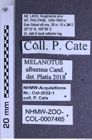 Etiketten zu Melanotus alburnus (NHMW-ZOO-COL-0007465)